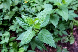 Ne pažintinis, o dilgėlių takas: į mišką kauniečiai priversti bristi per aukštą žolę 