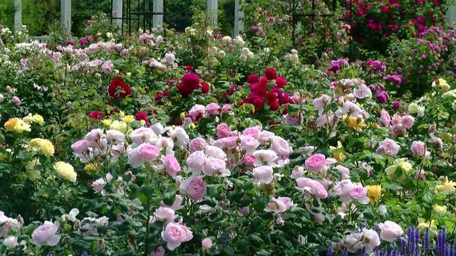 VDU Botanikos sodo rožyne prasidėjo didysis žydėjimas: lankytojus žavi 1,5 tūkst. skirtingų veislių