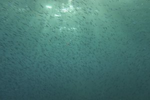 Egipte ryklio aukomis tapo dvi moterys: vienai jų nukando ranką