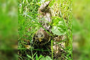 Kėdainietė gelbėjo strazdų jauniklius: teko atlaikyti ir paukštelių tėvų gynybą