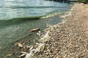 Nustatyta, kad Šilutės rajone žuvys gaišo dėl deguonies trūkumo