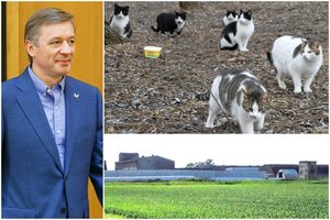 R. Karbauskio sūnaus fermoje be pėdsakų dingo pusšimtis kačių: įsibaiminę darbuotojai puse lūpų prabilo apie žiaurų poelgį