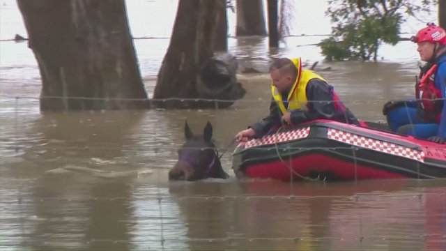 Sidnėjuje toliau siaučia galingas potvynis: tarnybos įmantriais būdais gelbėjo gyvulius