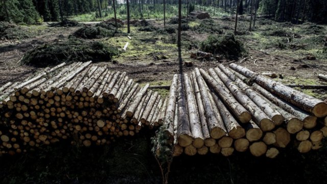 Miškininkas įvardijo pagrindines Lietuvos miško problemas: giriomis rūpinamės netinkamai