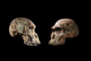 Afrikoje rasti kaulai gali smarkiai pakoreguoti žinomą žmonių atsiradimo istoriją