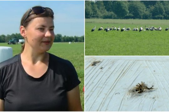 Kėdainių r. ūkininkai neatsigina visą niokojančių paukščių: fiksuoja siaubingus vaizdus ir griebiasi už galvų
