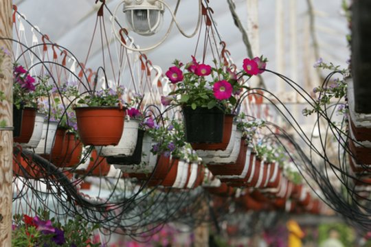 „Žiežmarių gėlėms“ teismas liepė nugriauti keturis šiltnamius