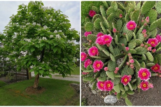 Panevėžietė negailėjo pagyrų dėl retų augalų galvas pametusiems kaimynams: jų kuriamas grožis džiugina visą rajoną