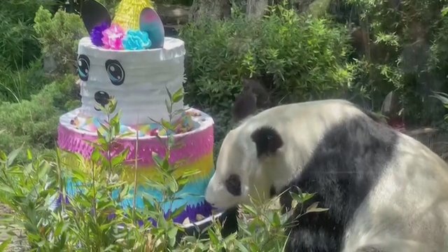 Meksikos zoologijos sodas paminėjo vyriausių pandų gimtadienį: gyvūnai pralinksmino ne vieną lankytoją