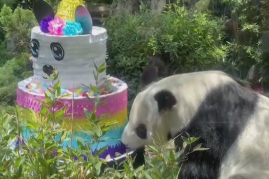 Meksikos zoologijos sodas paminėjo vyriausių pandų gimtadienį: gyvūnai pralinksmino ne vieną lankytoją