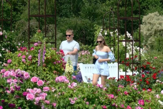 Suskubkite pasigrožėti: šiųmetis rožių žydėjimas tapo staigmena net jas puoselėjantiems specialistams