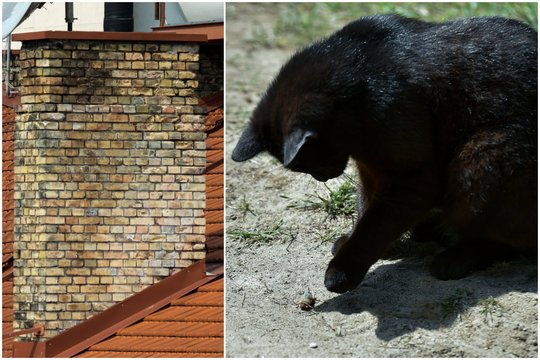 Jurbarko rajone į namo kaminą įkrito katinas