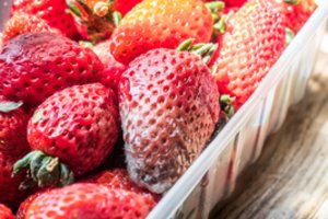 Įspėjo, kas nutinka suvalgius supelijusį produktą: vienai grupei žmonių tai gyvybiškai pavojinga