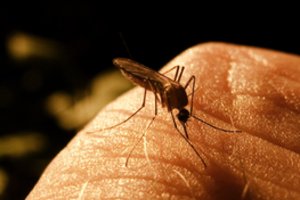 Vabzdžių įgėlimai: paprasti būdai, kaip išvengti, o nespėjus – numalšinti niežėjimą ir tinimą