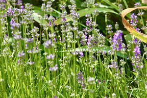 Raseinių rajone gyvenančios selekcininkės išvestos lietuviškos gėlių veislės: pamatysite ir levandų, ir ežiuolių