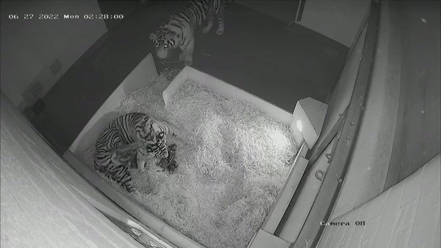 Išskirtinis įvykis Londono zoologijos sode: gimė trys rečiausių pasaulyje tigrų jaunikliai