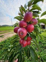 Permainingi orai pakenkė obuoliams, užmirko kai kurios daržovės – kainos turėtų augti