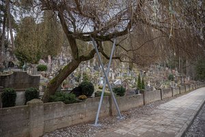 Vilniaus savivaldybė statytojus įpareigos uoliau rūpintis brandžiais medžiais: parengė rekomendacijas 