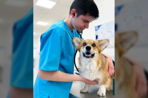 Paliekate augintinį vieną namuose? Veterinaras įspėja, ką turite žinoti, kad nepasikartotų filmo scenarijus