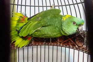 Neįprastas pagalbos šauksmas Kaune: ugniagesiai skubėjo gelbėti medyje įsipainiojusios papūgos