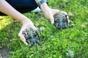 ES invazinių rūšių sąrašas papildytas 22 naujomis rūšimis 