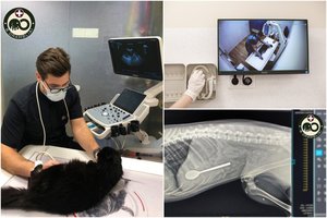 Rentgenas, echoskopija ar kraujo tyrimas: atsakė, kodėl jų reikia, ir kokias augintinių problemas sprendžia