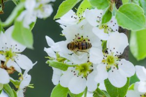 Ką reikia žinoti, kad derlius augtų, o bitės būtų sveikos