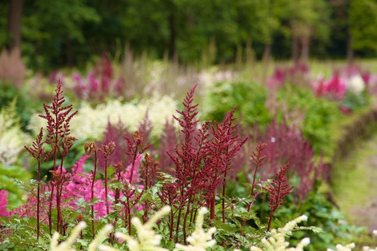 VDU Botanikos sode – dar vienas įspūdingas žydėjimas: nuo seniausių iki rečiausių pražydo astilbės