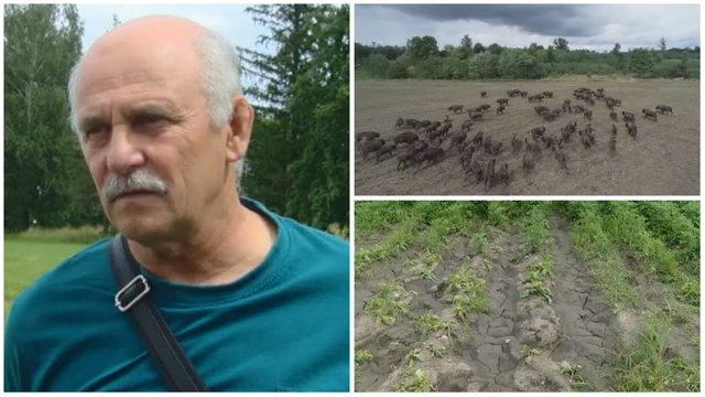 Kėdainių rajono žemdirbiai griebiasi už galvos: dėl stumbrų padarytos žalos nusvyra rankos net ūkininkauti