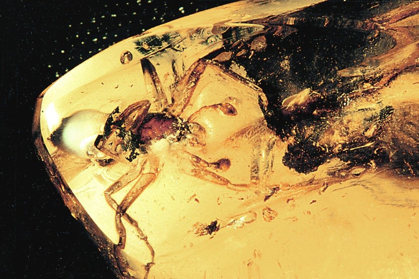 Šis inkliuzas išgarsino K.Mizgirį. Gintaro sakuose prieš milijonus metų sustingusio voro vardas – Sosybius mizgirisi.<br>G.Pilaičio nuotr.