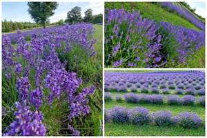 Įspūdingas vaizdas Švenčionyse: visu grožiu pražydo levandų laukai