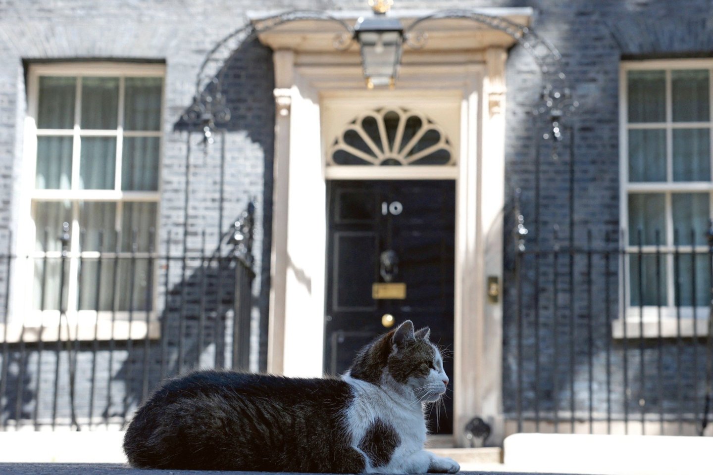 Katinas Larry įpainiotas į politines kovas.<br> AFP/Scanpix nuotr.