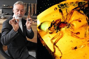 Prieš milijonus metų gintare užkonservuotas voras pakrikštytas lietuvio garbei