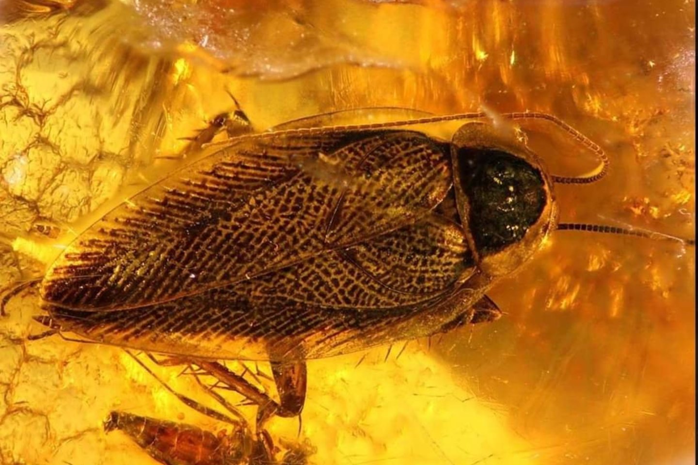 Gintaruose sustingo prieš milijonus metų skraidę vabzdžiai, augalų liekanos, net žvėrių plaukai.<br> Mizgirių muziejaus nuotr.