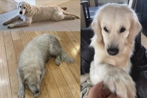 Dėl dingusio Apio šaukiasi pagalbos: šeimininkai išbandė beveik viską, bet bijo, kad nagus prikišo piktavaliai