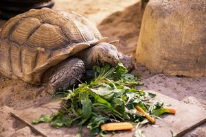 Vėžlių ilgaamžiškumo tyrimo rezultatai nustebino: verčia iš naujo įvertinti tai, ką žinome apie senėjimą