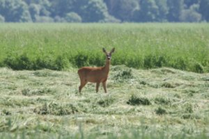 Dėl didelio kritulių kiekio mėnesiu pavėlintas pievų sutvarkymo terminas