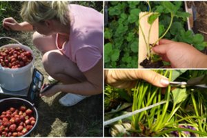 Braškių sezonas artėja į pabaigą – ką būtina atlikti dėl kitų metų geresnio derliaus: viskas pažingsniui