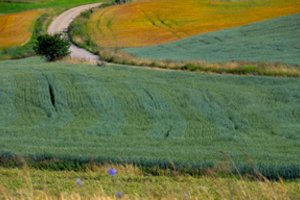 Kenkėjų mažiau – augalų ligų daugiau: šios išsiduoda pačios