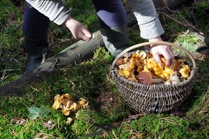 Atskleidė, ką iš grybų ir uogų jau galite rasti miškuose ir už kiek įsigysite šias gėrybes iš vietinių