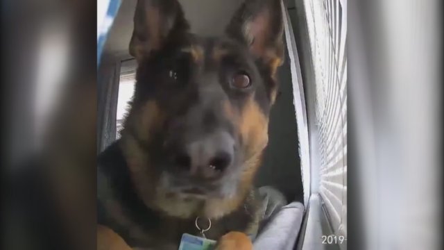 Juoką kelianti akimirka: šuns reakcija į vaizdo kamerą privers nusišypsoti 