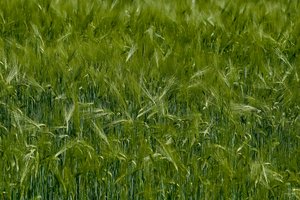 Kviečių supirkimo kainos liepos viduryje mažėjo