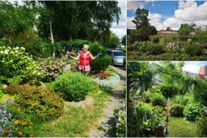 Klaipėdietė gavo šoką: išpuoselėtuose gėlynuose raudonais dažais pažymėjo, kur kils apšvietimo stulpai