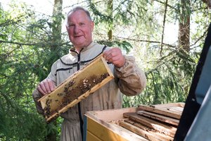 Pernai 12 tonų medaus pririnkęs bitininkas pasakė, kokio derliaus laukti šiais metais