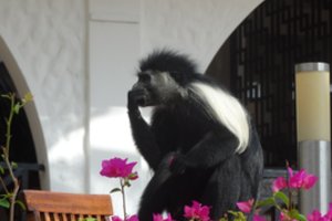 Japonijoje sugauta ir užmigdyta žmones puldinėjusi beždžionė