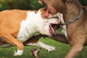 Koviniai šunys kandžioja, žudo ir terorizuoja: ekspertas tvirtina – Lietuvoje „absoliučiai palaida bala“