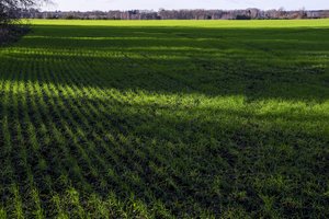 Besiverčiantys augalininkyste galės teikti pasėlių draudimo įmokų kompensavimo paraiškas