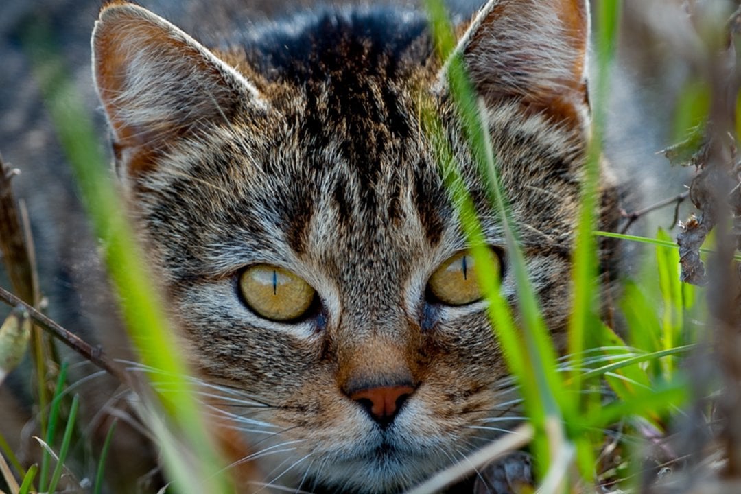 Koty domowe uznane przez Instytut Polski za „inwazyjny gatunek obcy”