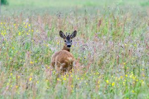 Kėdainių rajone į nuotėkų rezervuarą įkritusią stirną gelbėjo ugniagesiai