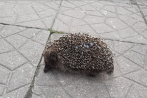 Kaunietė susirūpino keistai atrodančiu ežiuku: specialistai patarė, ką reikėtų daryti